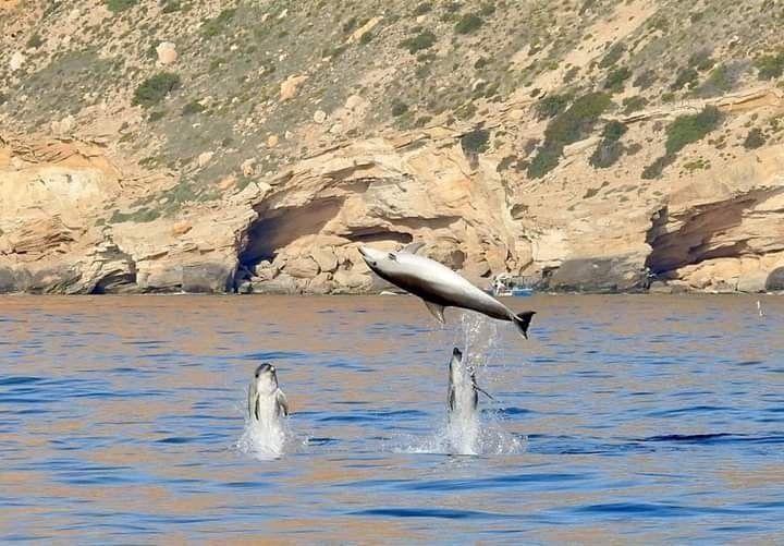 Dolphins and Whales on the Costa Blanca