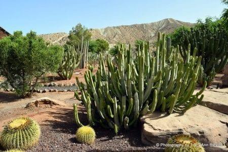 Tabernas Desert Cactus