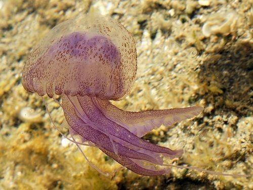Beach Safety, Jellyfish