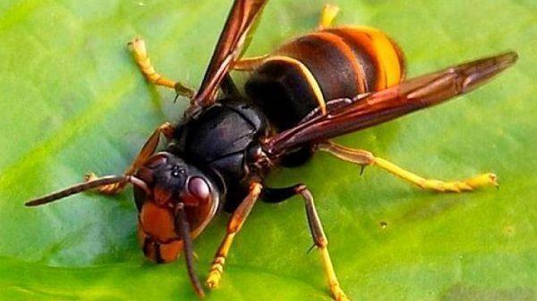 Dangerous insects and reptiles in Spain, Asian Hornet