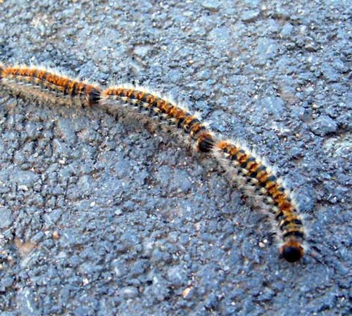 Dangerous insects and reptiles in Spain, Processionary Pine Caterpillars