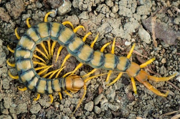 Dangerous insects and reptiles in Spain, Tiger Centipede