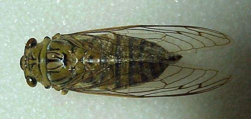 Creepy Crawlies in Spain non dangerous, Cicada