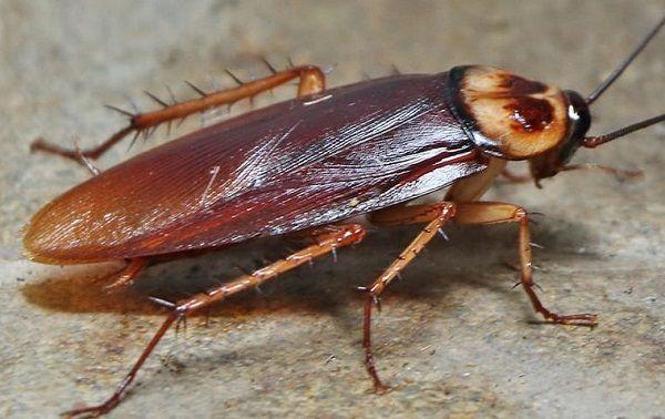 Creepy Crawlies in Spain, non dangerous, Cockroach
