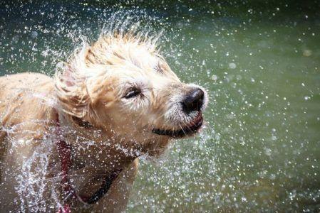 Dogs in Hot Weather, 