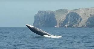 Finback Whale, Costa Blanca