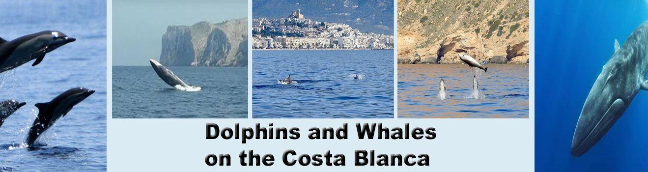 Dolphins and Whales on the Costa Blanca