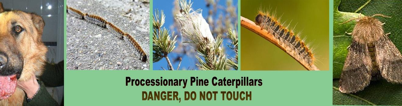 Pine caterpillars