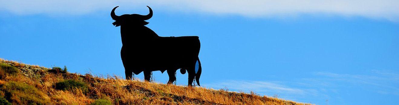 Black bulls of Spain 