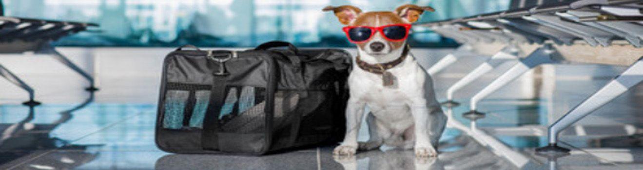 Dog on Holiday Flying with your pets