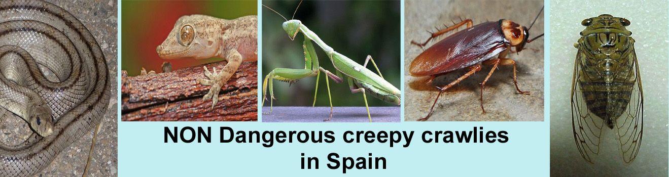 Creepy Crawlies in Spain Non Dangerous