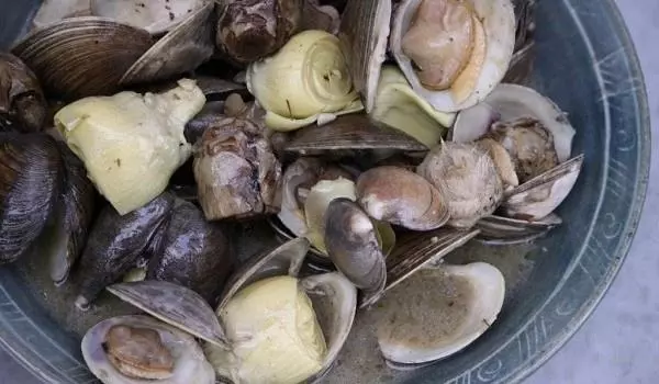 Artichokes with clams Spanish Tapas