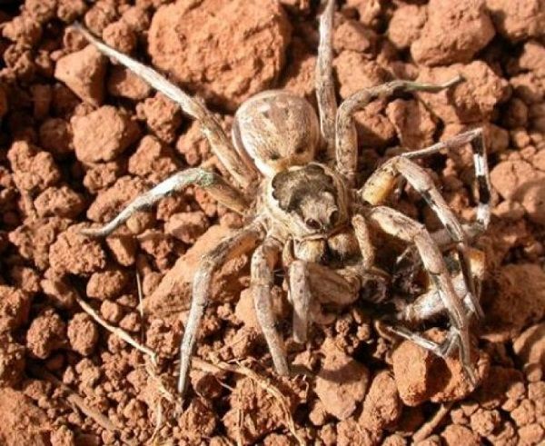 Dangerous insects and reptiles in Spain, Mediterranean tarantulas