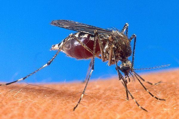 Mosquito facts and repellents