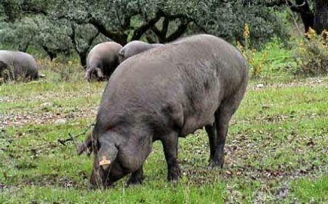 Spanish Jamon, Iberian pigs