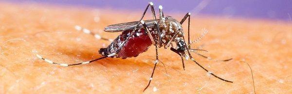 Mosquito Facts and the Best Repellents