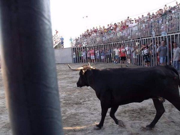 Moraira bull run